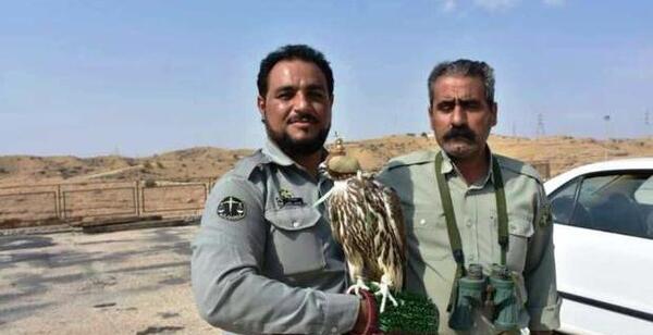 عکس شاهین جبلی