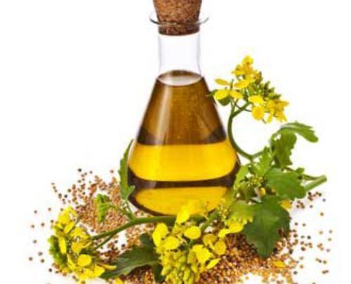 عکس از روغن رازیانه