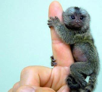 عکس میمون انگشتی