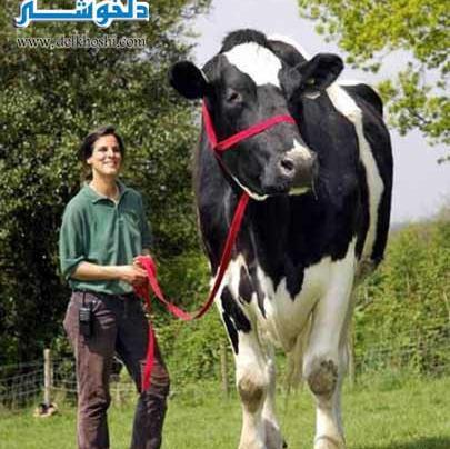 عکس اسب های غول پیکر