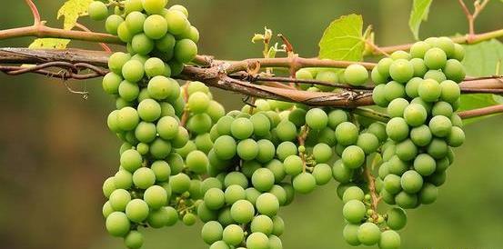 عکس چای غوره