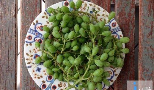عکس چای غوره