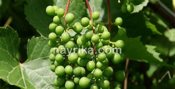 عکس چای غوره