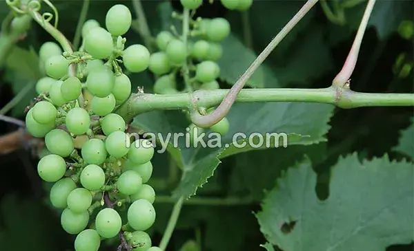عکس چای غوره