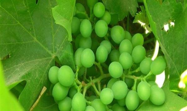 عکس چای غوره