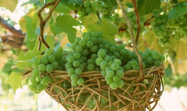 عکس چای غوره