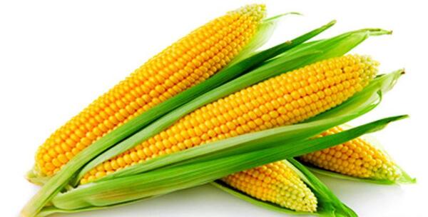 عکس ذرت رو اتیش