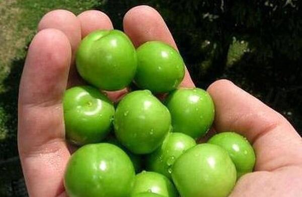 عکس لواشک و گوجه سبز