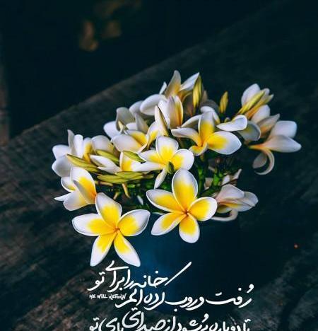 عکس گل نرگس شعر