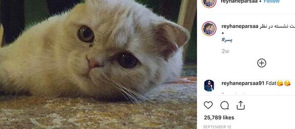 عکس گربه ریحانه پارسا
