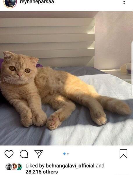 عکس گربه ریحانه پارسا