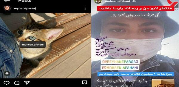 عکس گربه ریحانه پارسا