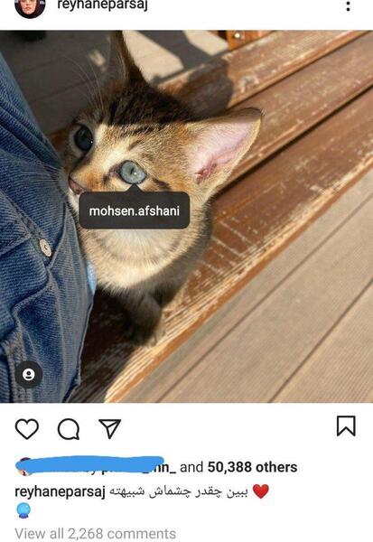 عکس گربه ریحانه پارسا