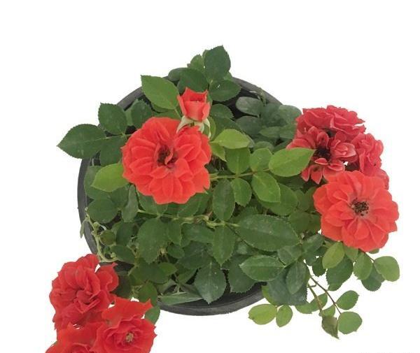 دانلود عکس گل ساناز
