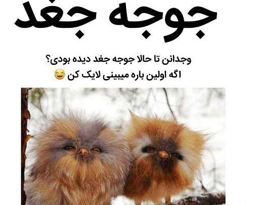 عکس لایک خور برای اینستاگرام