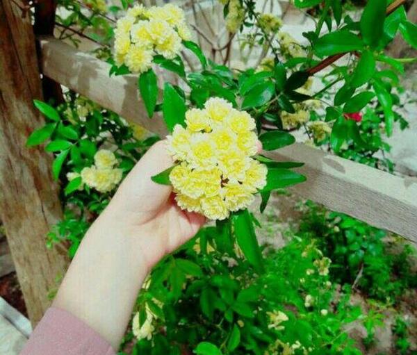 عکس نوشته فصل بهار عاشقانه