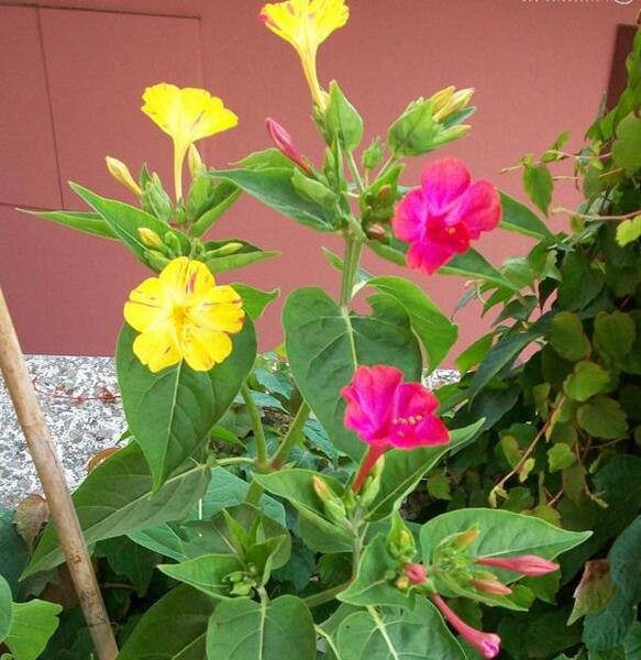 عکس جوانه گل لاله عباسی