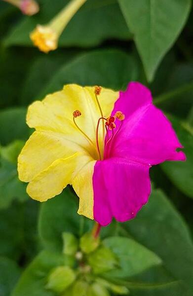 عکس جوانه گل لاله عباسی
