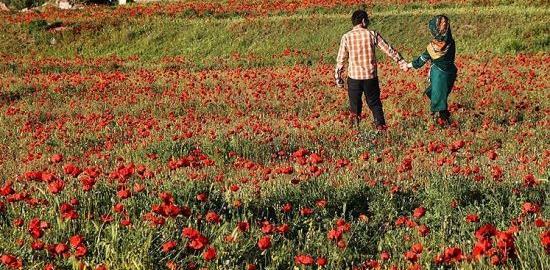 عکس نوشته دشت شقایق