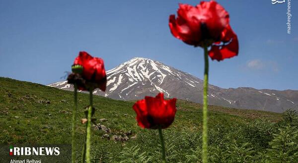 عکس نوشته دشت شقایق