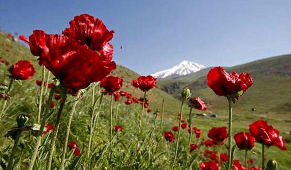 عکس نوشته دشت شقایق