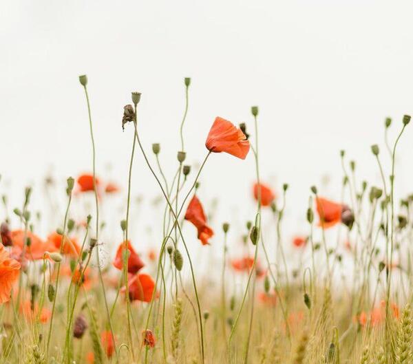 عکس نوشته دشت شقایق
