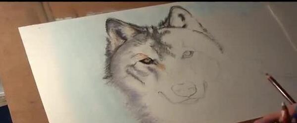 عکس گرگ طراحی