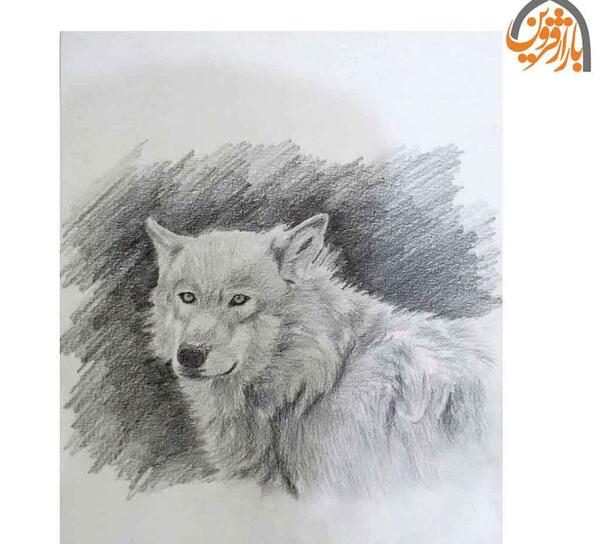 عکس گرگ طراحی