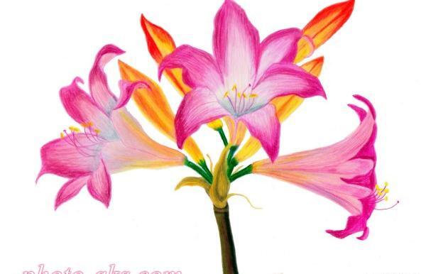عکس گل نرگس نقاشی