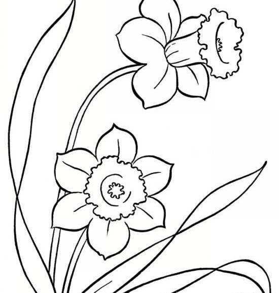 عکس گل نرگس نقاشی