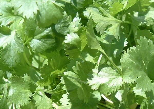 عکس سبزی جعفری و گشنیز