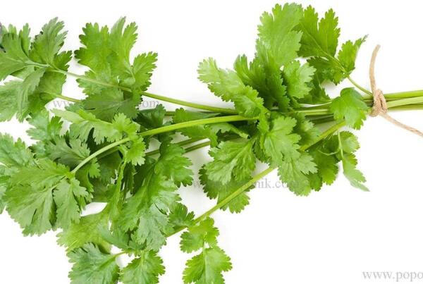 عکس سبزی جعفری و گشنیز