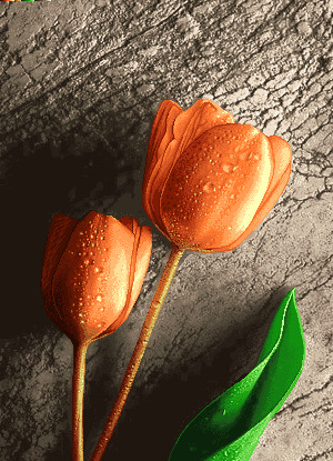 عکس گل لاله تک