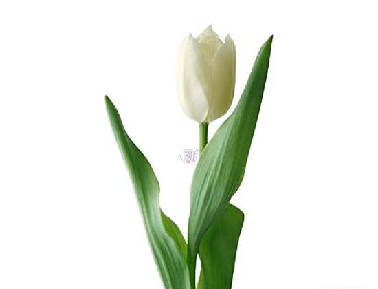 عکس گل لاله تک