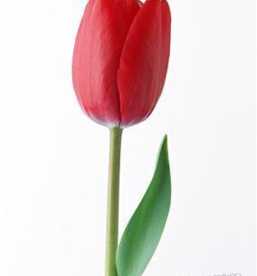 عکس گل لاله تک