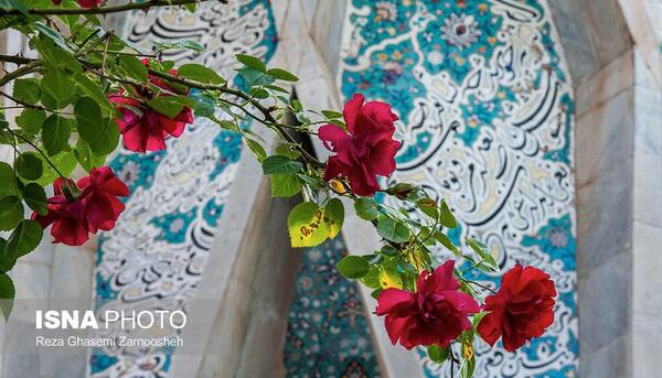 عکس گل رز حکیم باشی