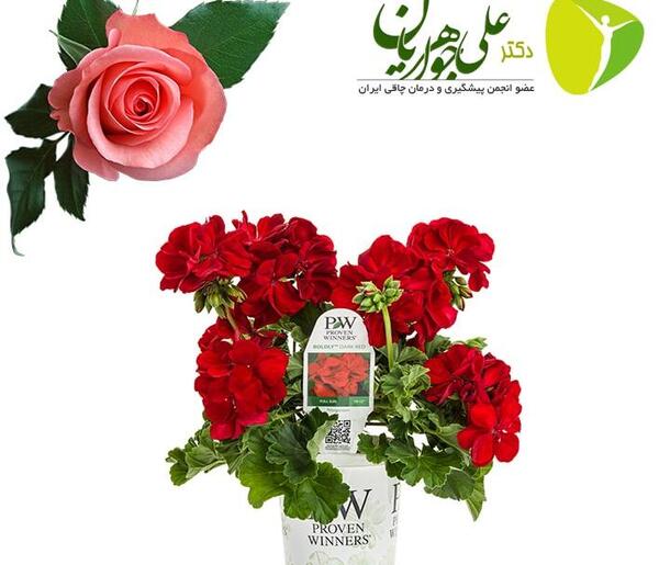 عکس گل رز حکیم باشی