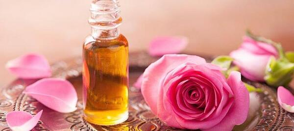 عکس گل رز حکیم باشی