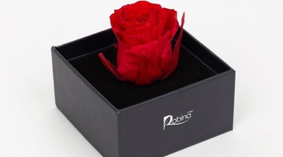عکس گل رز حکیم باشی
