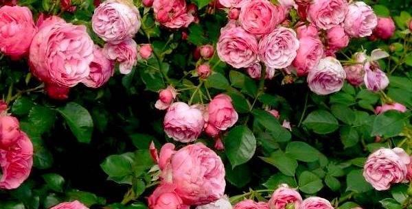 عکس گل رز حکیم باشی