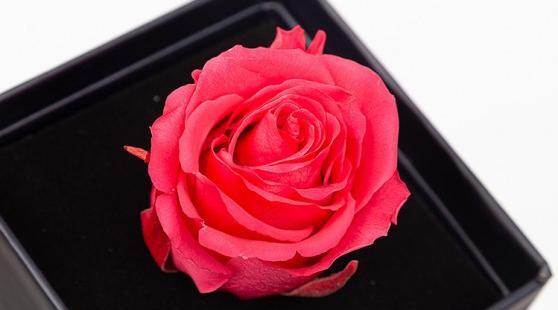 عکس گل رز حکیم باشی