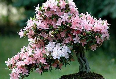 عکس گل های زینتی زیبا