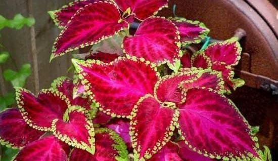 عکس گل های زینتی زیبا