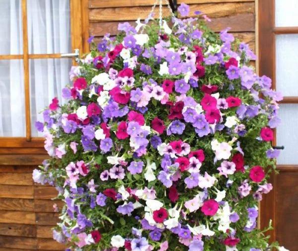 عکس گل های زینتی زیبا