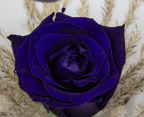عکس گل رز ارغوانی