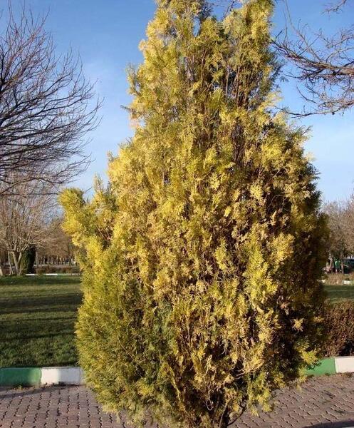 عکس رضوان محمدی