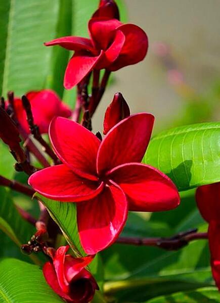 عکس گلهای زیبا اچ دی