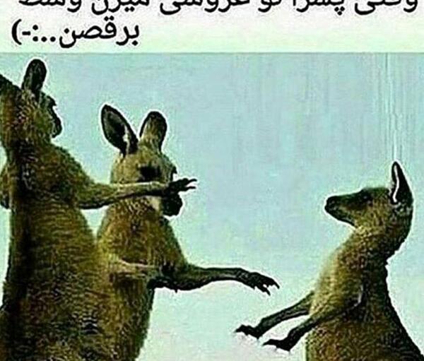 عکس نوشته طنز حیوانات