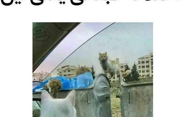 عکس نوشته طنز حیوانات