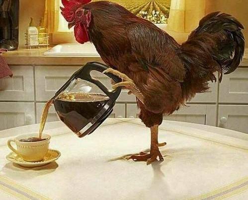 عکس های خنده دار لاکچری